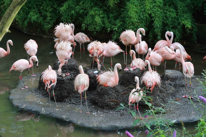 Flamingos auf Bruthügeln mit Eiern im Grünen Zoo Wuppertal