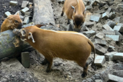 Pinselohrschweine im Grünen Zoo Wuppertal