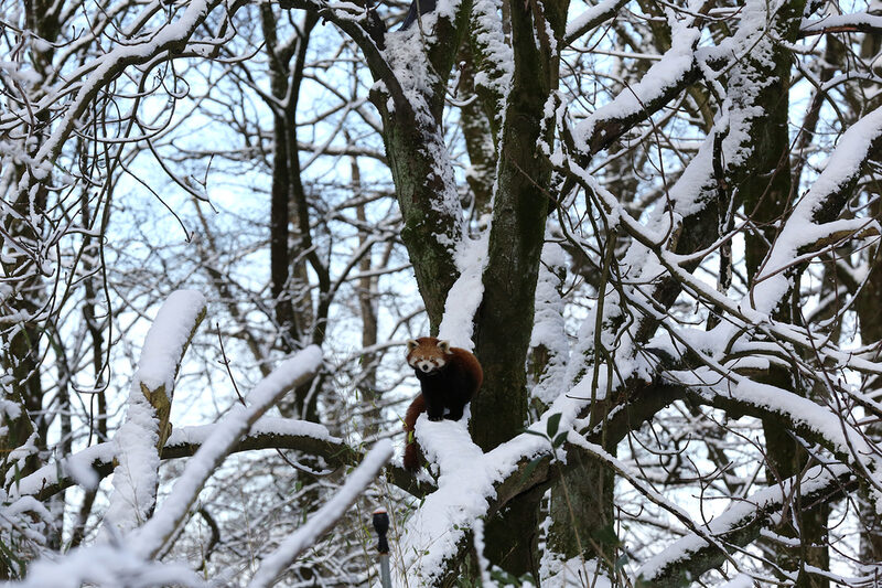 Roter Panda im Schnee auf seiner Anlage im Grünen Zoo Wuppertal