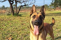 Hund der Hundestaffel #k9projectwatchdog SANParks Honorary Rangers