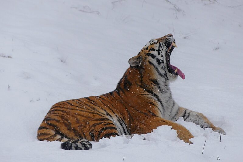 Gähnender Tiger im Schnee im Grünen Zoo Wuppertal