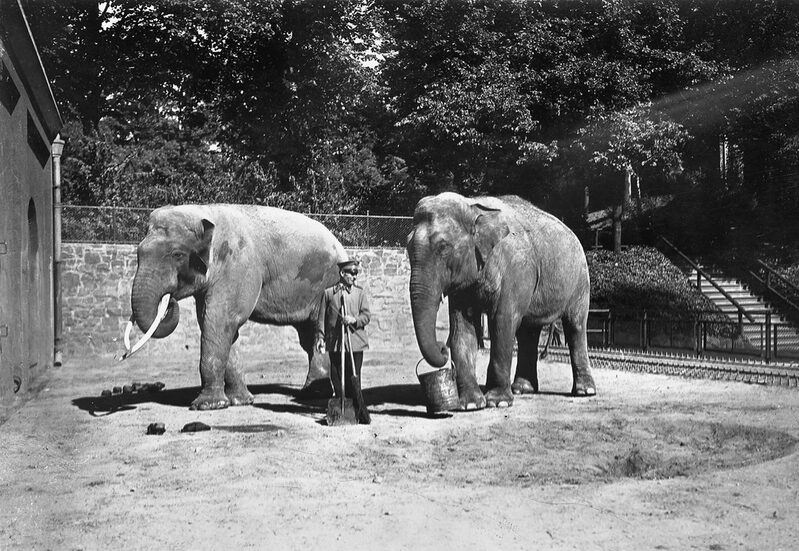 Asiatische Elefanten