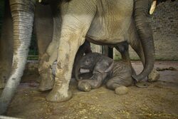 Elefantenbaby Jogi kurz nach der Geburt unter dem Bauch von Mutter Sweni