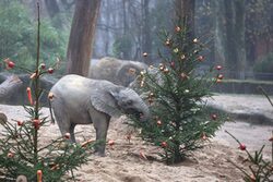 Elefanten plündern einen Tannenbaum, an dem Äpfel und Brotscheiben hängen