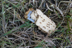 Kekse mit Rasierklingen hat eine Hundehalterin im Bereich Möbeck gefunden