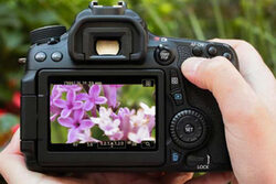 Eine Hand hält eine Kamera, in der Sucher Blüten zu sehen sind