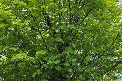 Blick auf eine Baumkrone mit vielen grünen Blättern