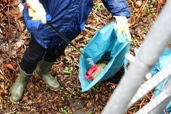 Freiwilliger sammelt Müll in einen blauen Müllsack