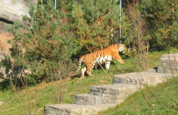 Tiger im Tigertal