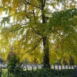 Ein Gingkobaum mit leuchtend gelbemLaub am Haupteingang zum Garten