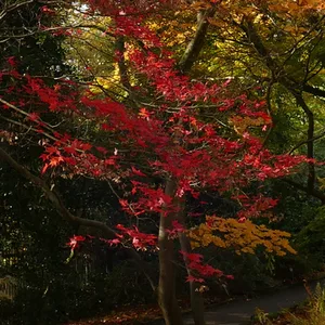 Die roten Blätter des Fächerahorn scheinen zu schweben
