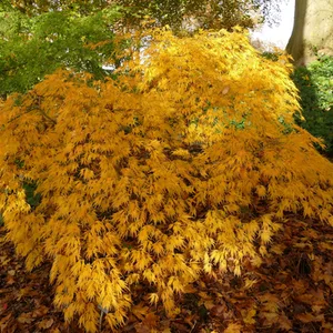 Der gelbe Fächerahorn setzt ein Lichtzeichen im Schatten