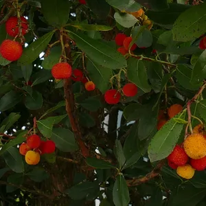 Im Kübel an den Gewächshäusern steht der Erdbeerbaum mit leuchtenden früchten in einem Kübel