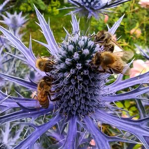 Bienen auf schöner Distel