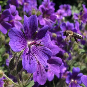Biene in Anflug auf lilafarbene Blume