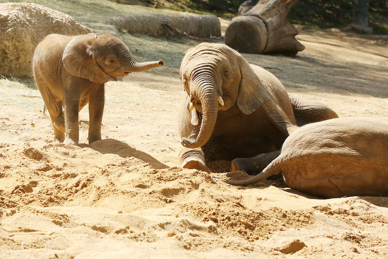 Elefantenkinder im Zoo