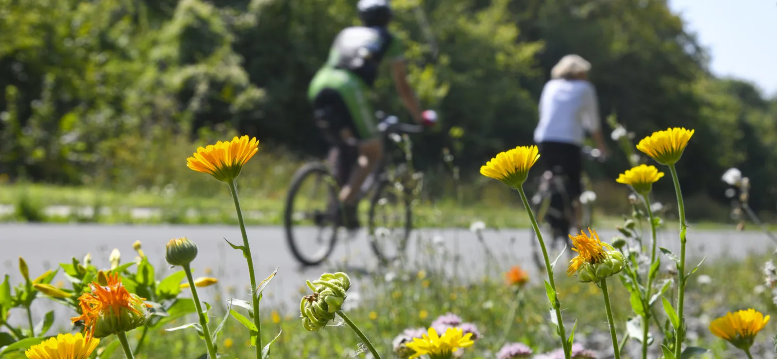 Blick auf zwei Radfahrer auf der Nordbahntrasse. Im Vordergrund gelbe Blumen.