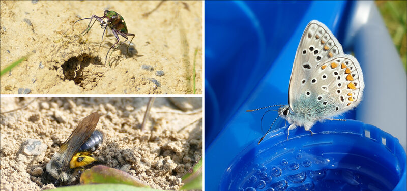 Links oben: Cicindela campestris/links unten: Andrena vaga/rechts: Polyommatus icarus