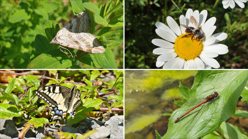 Links oben: Aplocera efformata/links unten: Papilio machaon/rechts oben: Megachile sp/rechts unten: Pyrrhosoma_nymphula