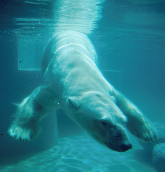 Schwimmender Eisbär