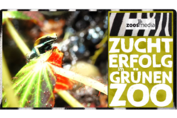 Zoos.media Zuchterfolg im Grünen Zoo Mantella auf Blatt sitzend