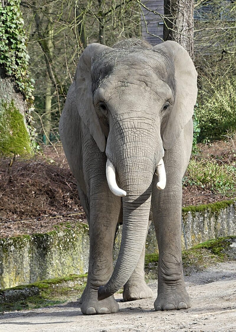 Elefantenkuh Sweni im Grünen Zoo Wuppertal