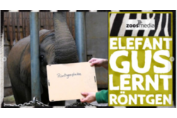 zoos.media Video Elefant Gus lernt Röntgen