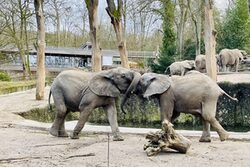 Elefanten im Grünen Zoo Wuppertal