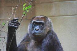 Gorilla Roseli im Grünen Zoo Wuppertal