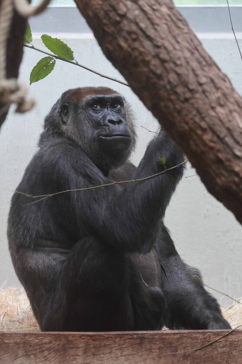 Gorilla Rosi im Grünen Zoo Wuppertal