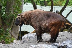 Mishmi-Takin-Kuh "Roli" im Grünen Zoo Wuppertal