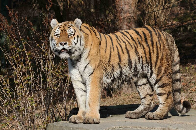 Tigerkater Wassja im Grünen Zoo Wuppertal