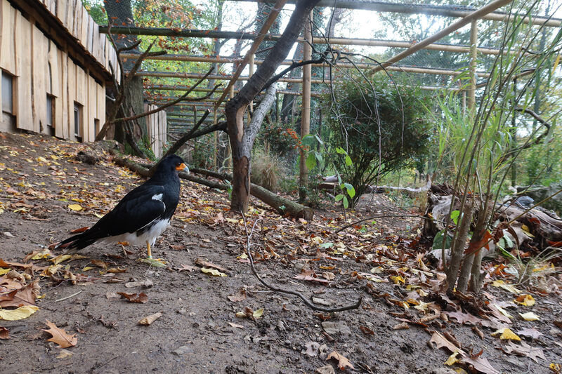 Andenkarakara im Grünen Zoo