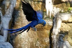 Blauer Hyazinth Ara im Flug