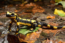 BennyTrapp_Salamandra salamandra terestris