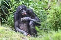 Bonobo Mato im Grünen Zoo Wuppertal auf der Außenanlage