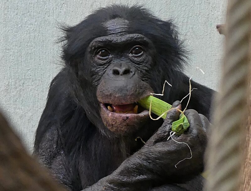 Bonobo Mato auf einer Lauchstange kauend im Grünen Zoo Wuppertal im Innengehege