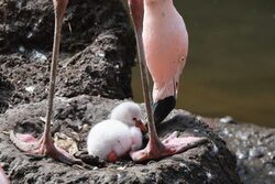 Flamingo Küken im Grünen Zoo Wuppertal