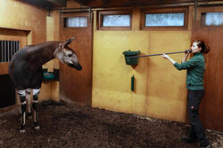 Zootierärztin Laura Platner beim Impfen eines Okapis mit einem Blasrohr