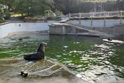 Seelöwenbecken im Grünen Zoo Wuppertal