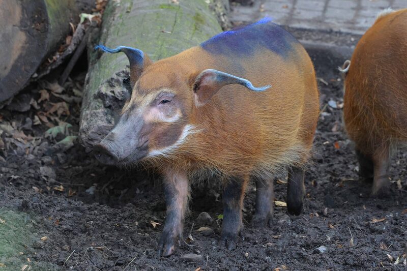 Pinselorschwein mit blau eingefärbtem Fell