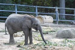 Elefant Tsavo im Grünen Zoo Wuppertal