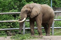 Elefantenbulle Tooth im Grünen Zoo wuppertal