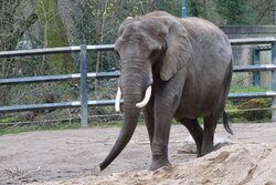 Elefant Sweni auf der Elefantenanlage im Grünen Zoo Wuppertal