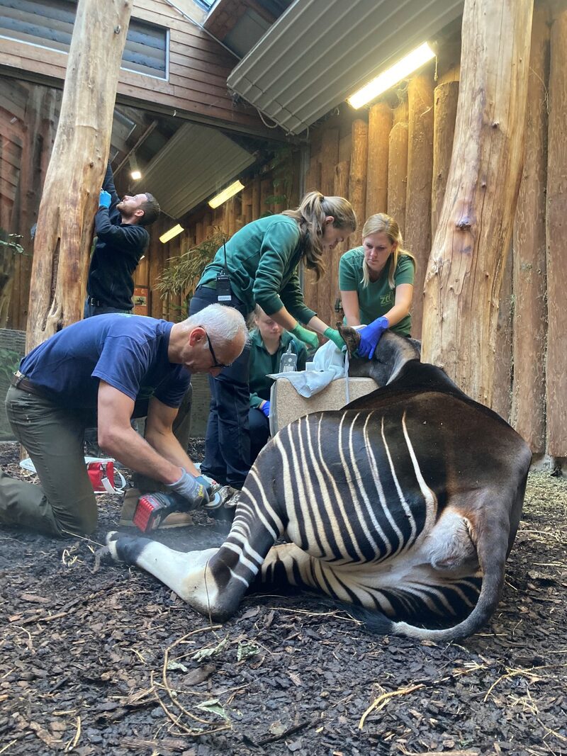 Okapi im Grünen Zoo Wuppertal in Narkose zur Klauenpflege