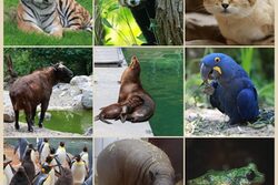 Kollage aus neun Bildern aus dem Grünen Zoo Wuppertal 2023