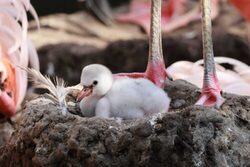 Chile-Flamingo Küken