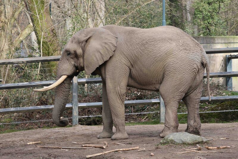 Elefantenbulle Tooth im Grünen Zoo Wuppertal
