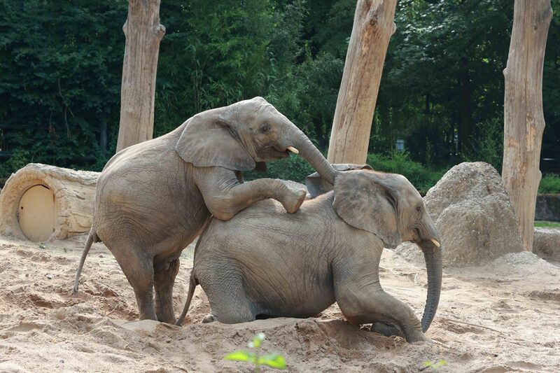 Auch die Elefanten werden bei den märchenhaften Zoorundgängen besucht