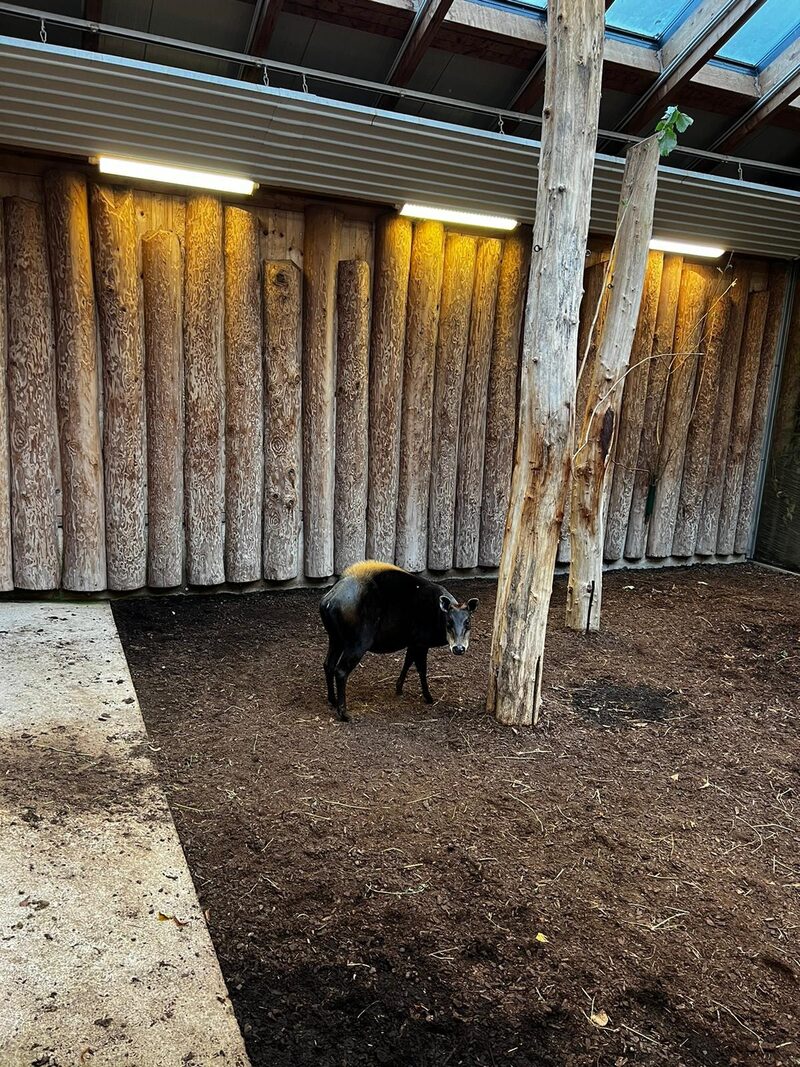 Gelbrückenducker im Schaugehege der Okapi-Anlage im Grünen Zoo Wuppertal
